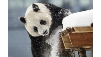 Zoo has to remove 2 giant pandas due to lack of visitors.