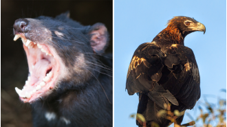 Tasmanian devils and eagles are in danger of disappearing due to the threat of avian flu, according to a top veterinarian's warning.