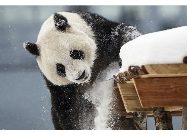 Zoo has to remove 2 giant pandas due to lack of visitors.