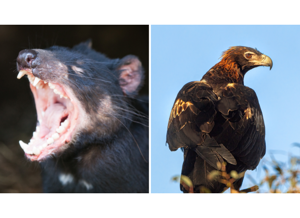Tasmanian devils and eagles are in danger of disappearing due to the threat of avian flu, according to a top veterinarian's warning.