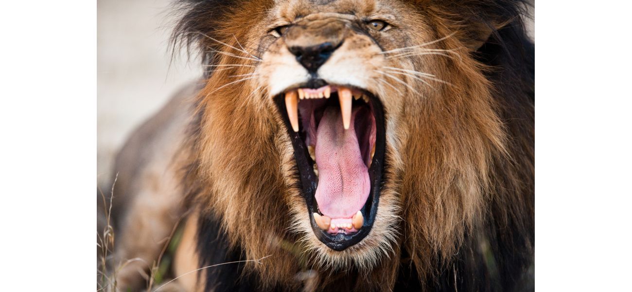 Zookeeper in Nigeria dies after being attacked by a lion.