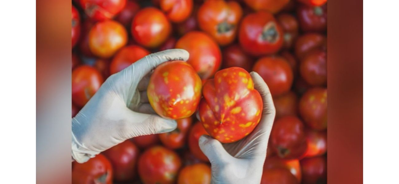 The food authority assures that tomatoes affected by a virus are still safe for consumption.