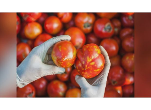 The food authority assures that tomatoes affected by a virus are still safe for consumption.