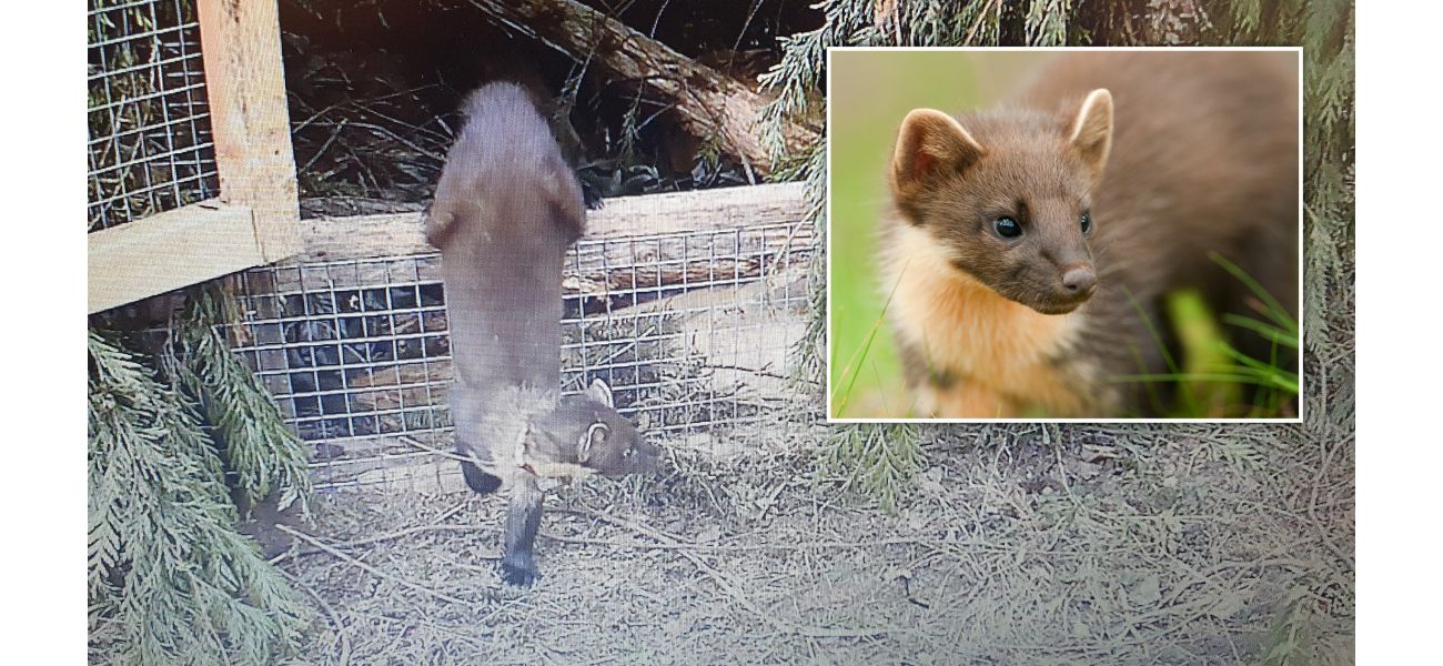 Small animal believed to be extinct for a century seen in southwest, similar to a cat in size.