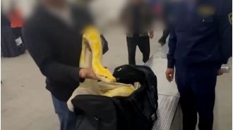 Airport officials were surprised to discover a massive 10ft python inside a passenger's carry-on bag.