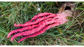 Stinky fungus that resembles extraterrestrial life found in UK.