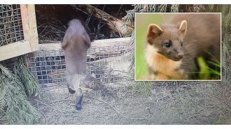 Small animal believed to be extinct for a century seen in southwest, similar to a cat in size.