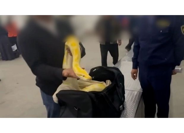 Airport officials were surprised to discover a massive 10ft python inside a passenger's carry-on bag.