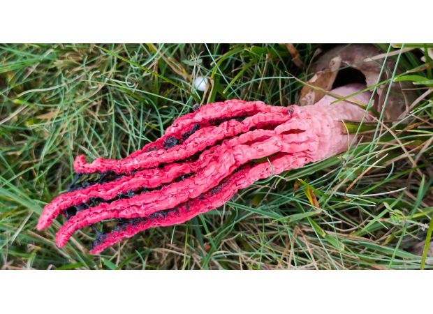 Stinky fungus that resembles extraterrestrial life found in UK.