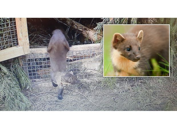 Small animal believed to be extinct for a century seen in southwest, similar to a cat in size.