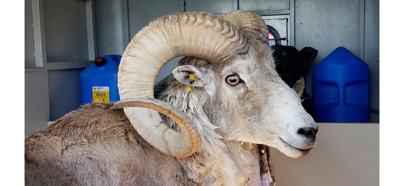 A person created large cloned sheep for strange purpose.