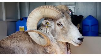 A person created large cloned sheep for strange purpose.