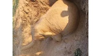 A large elephant was saved from a well after a 6-hour rescue operation.