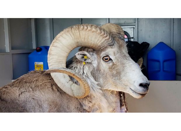 A person created large cloned sheep for strange purpose.
