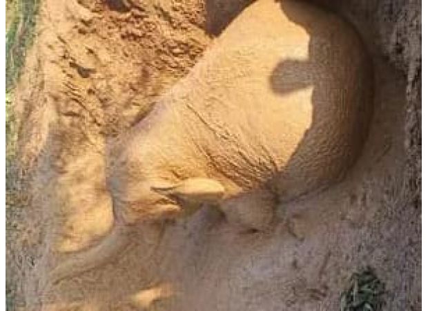 A large elephant was saved from a well after a 6-hour rescue operation.