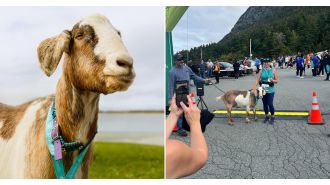A goat unexpectedly joins a marathon and ends up winning a medal.