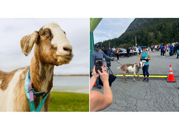 A goat unexpectedly joins a marathon and ends up winning a medal.