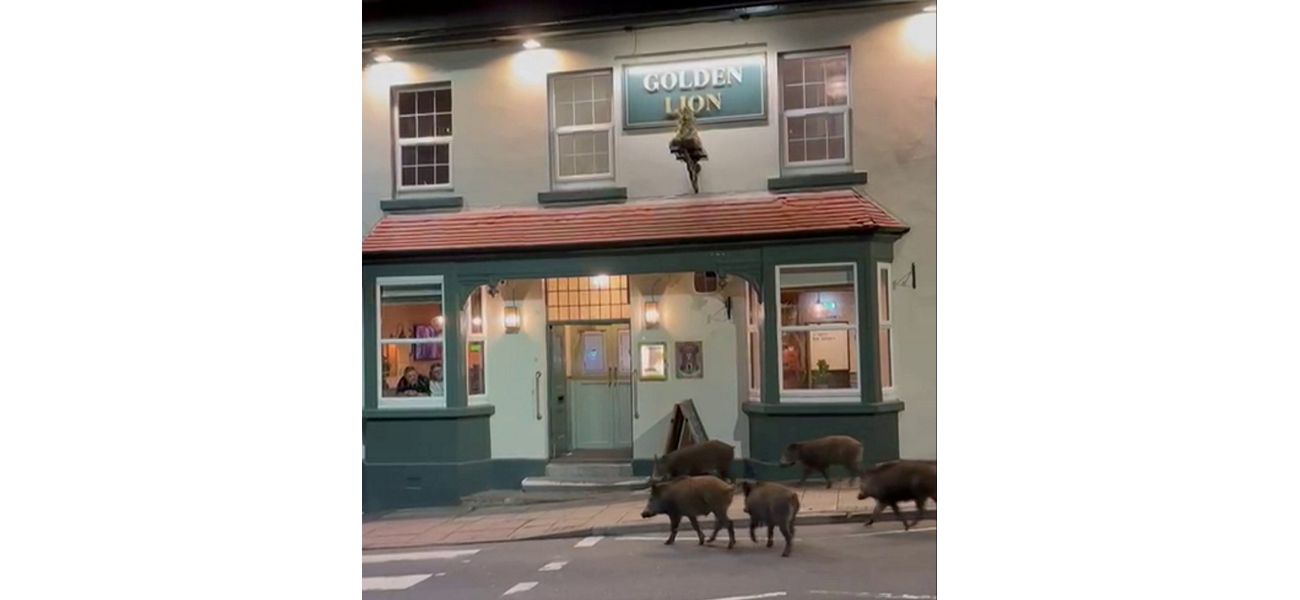 A group of five wild boars seen taking a leisurely walk around town at night.
