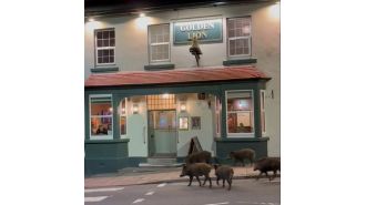 A group of five wild boars seen taking a leisurely walk around town at night.