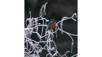 Join Rosanna Forbes as she explores the untamed beauty of Scotland through her camera lens.