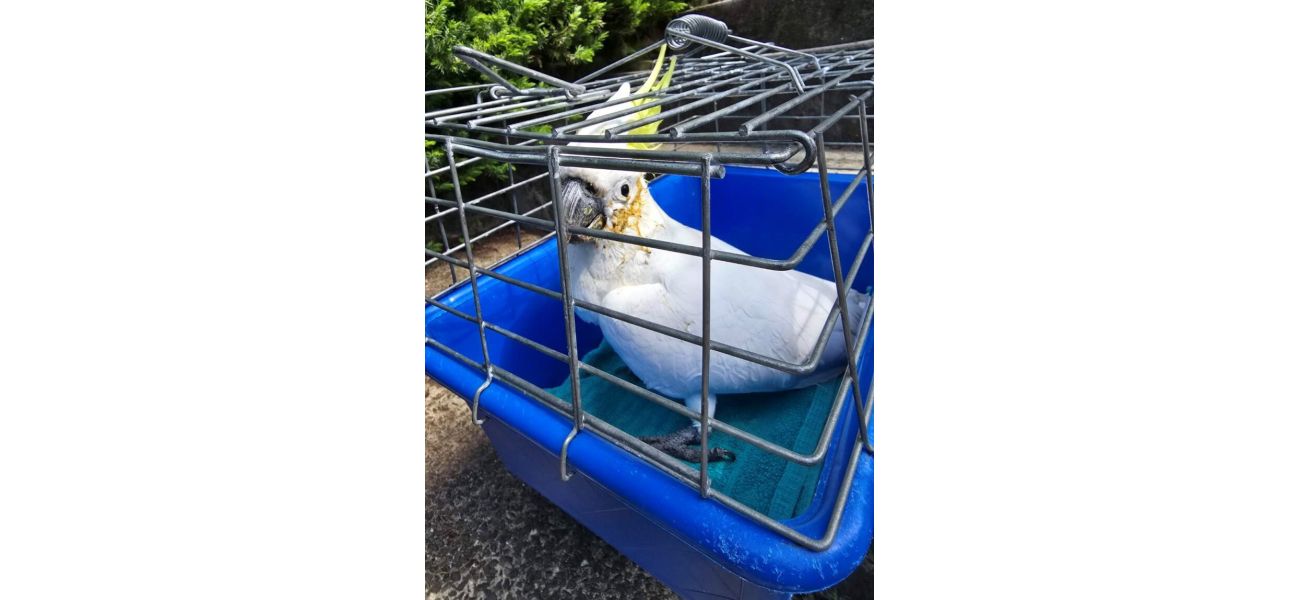 22 cockatoos dead or hurt, EPA investigates.