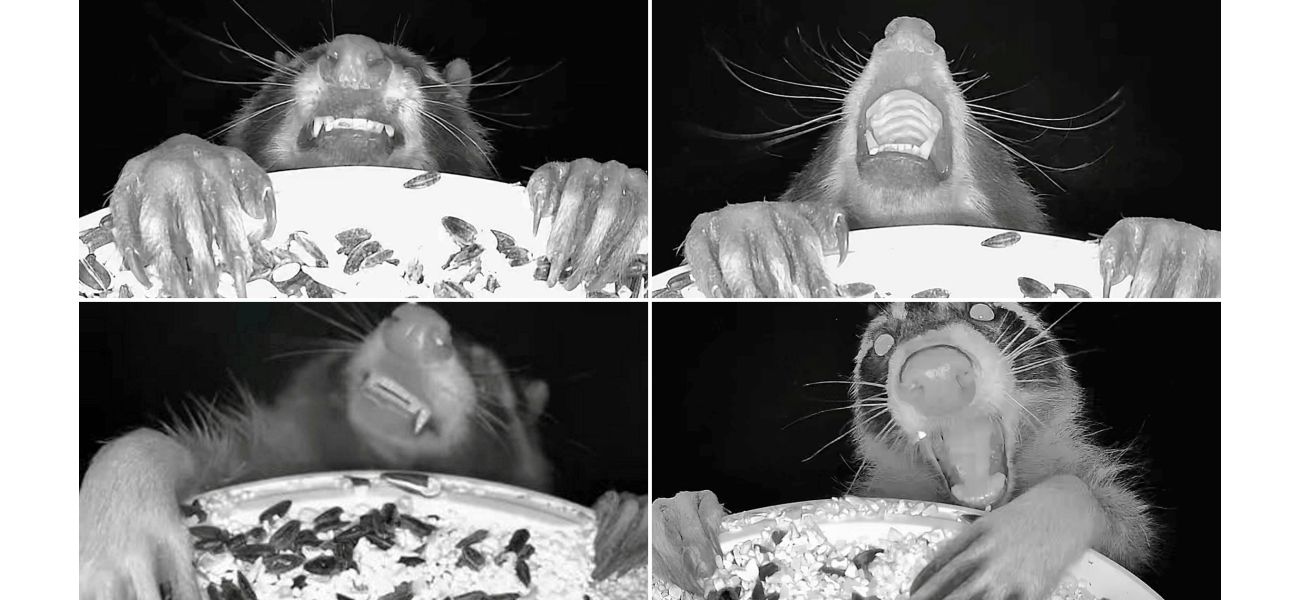 A camera on a bird feeder takes funny photos of animals eating at night.