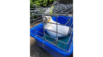 22 cockatoos dead or hurt, EPA investigates.