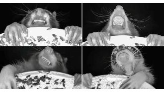 A camera on a bird feeder takes funny photos of animals eating at night.