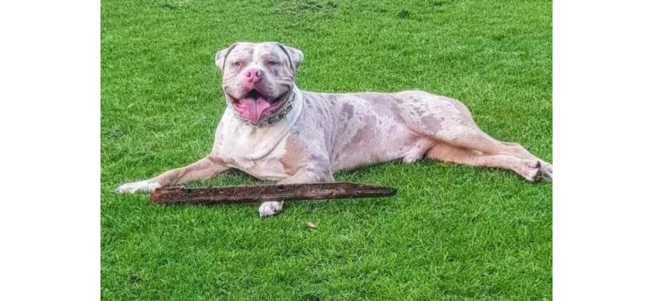 Police take the life of cherished XL Bully by mistake due to 'administrative oversight'.
