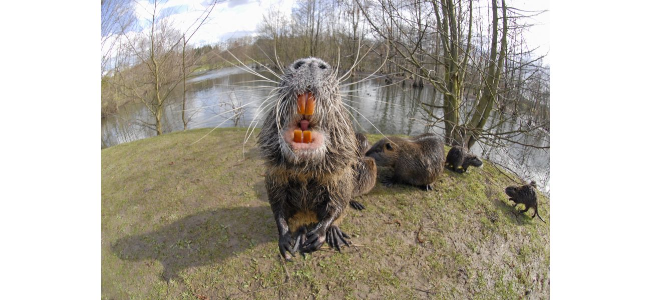 California is being invaded by dangerous rat-like creatures with orange teeth. What could they be?