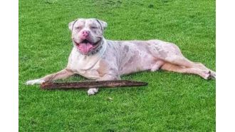 Police take the life of cherished XL Bully by mistake due to 'administrative oversight'.