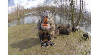 California is being invaded by dangerous rat-like creatures with orange teeth. What could they be?