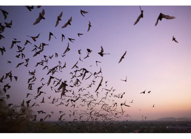 Rare disease kills child with nearly 100% fatality rate.