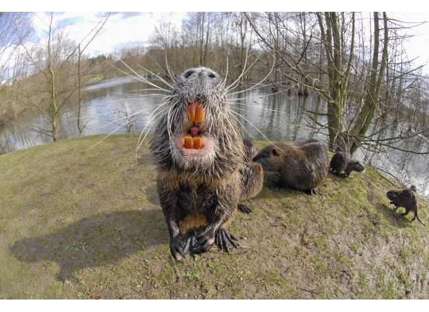 California is being invaded by dangerous rat-like creatures with orange teeth. What could they be?