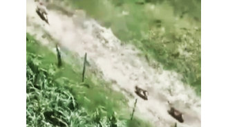 Villagers in Bahraich have killed a sixth wolf.