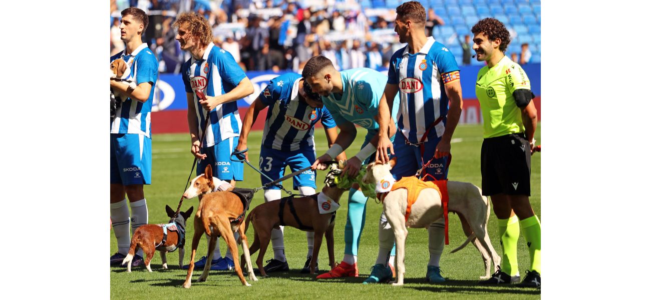 Football players help abandoned dogs find homes by posing for photos with them in a lineup.