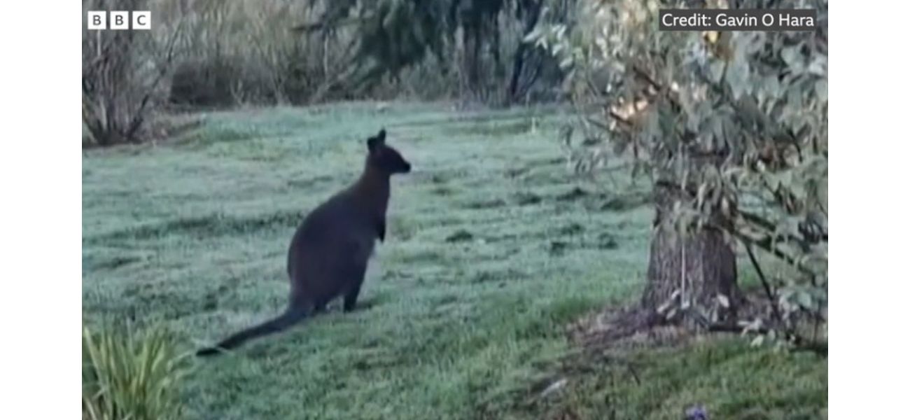 An uncommon creature seen roaming around a British garden is the newest observation.