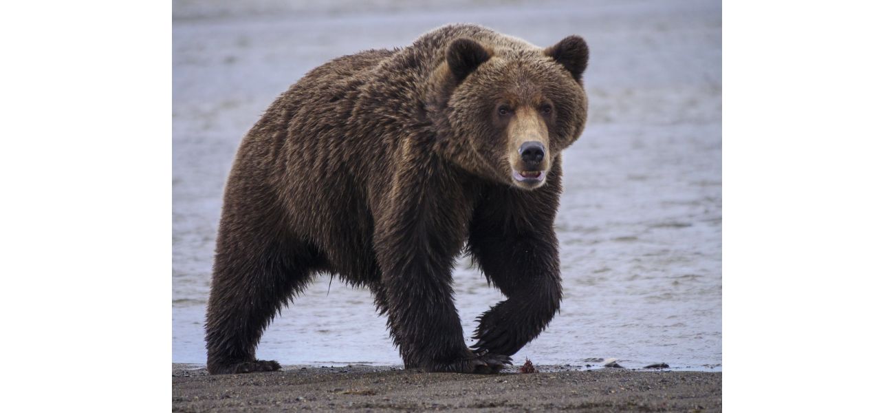 Man killed by bear while foraging for mushrooms in Slovakia.