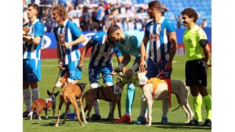 Football players help abandoned dogs find homes by posing for photos with them in a lineup.