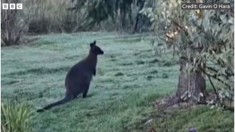 An uncommon creature seen roaming around a British garden is the newest observation.