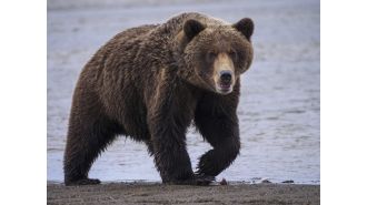 Man killed by bear while foraging for mushrooms in Slovakia.