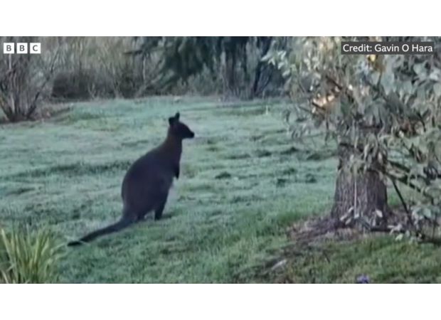 An uncommon creature seen roaming around a British garden is the newest observation.