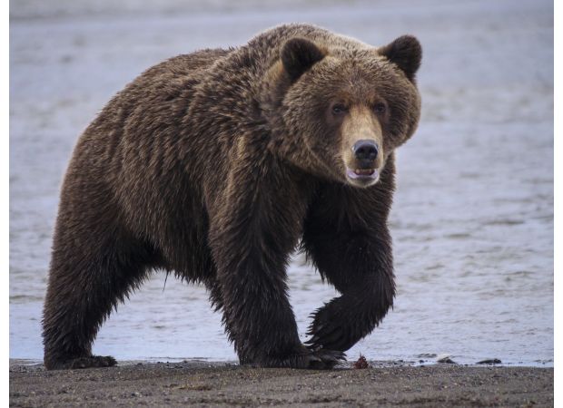 Man killed by bear while foraging for mushrooms in Slovakia.