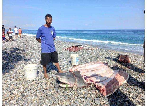 Unfortunate tourist killed by shark during dream vacation.