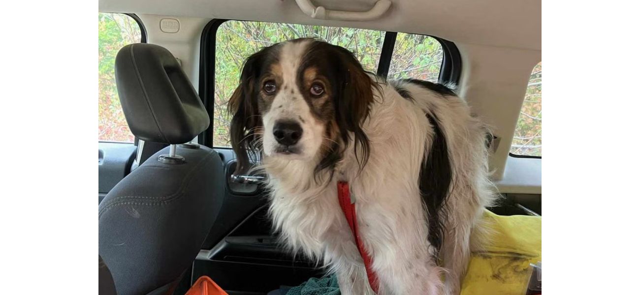 A brave dog guides police to her wounded owner in a forest cabin.