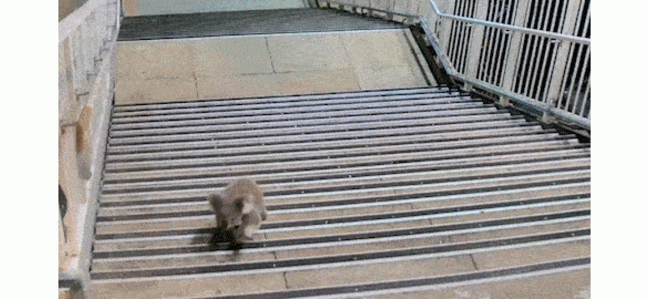 A koala is exploring a train platform in the morning.