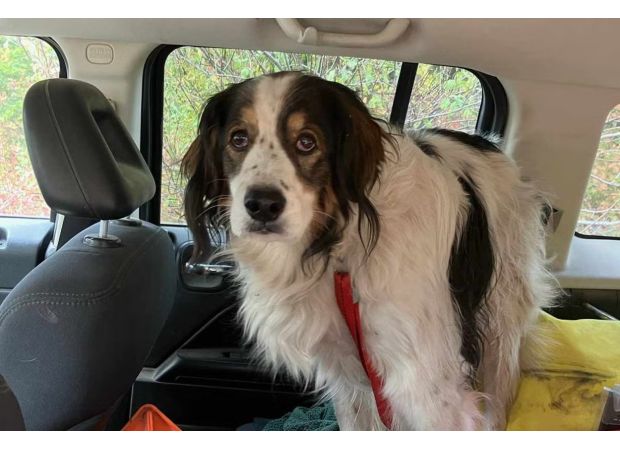 A brave dog guides police to her wounded owner in a forest cabin.