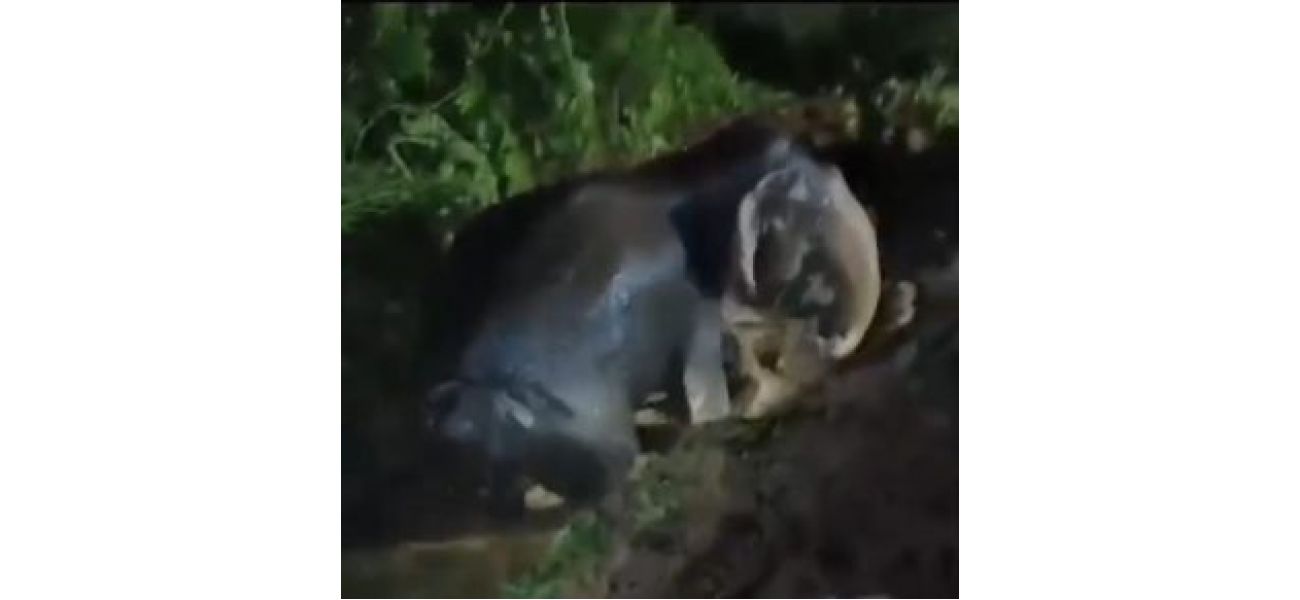 A large female elephant was saved from a deserted well.