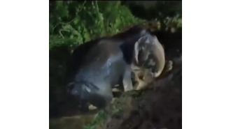 A large female elephant was saved from a deserted well.