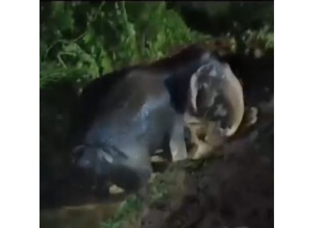 A large female elephant was saved from a deserted well.